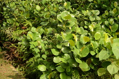 Dillenia suffruticosa