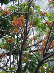 Firmiana malayana
