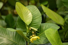 Dillenia suffruticosa