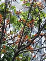 Firmiana malayana