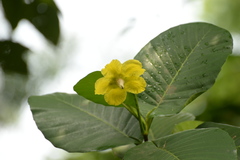 Dillenia suffruticosa
