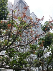 Firmiana malayana