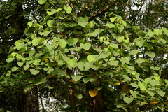 Dillenia suffruticosa