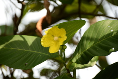 Dillenia suffruticosa