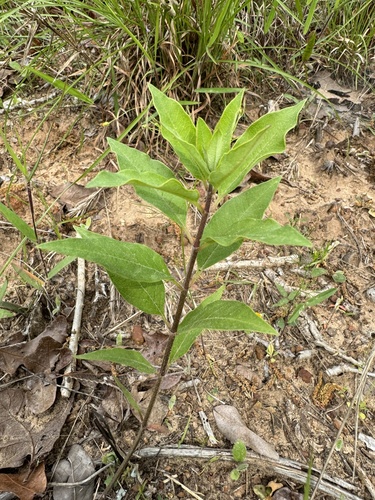 Asclepias tonkawae (Asclepias tonkawae)
