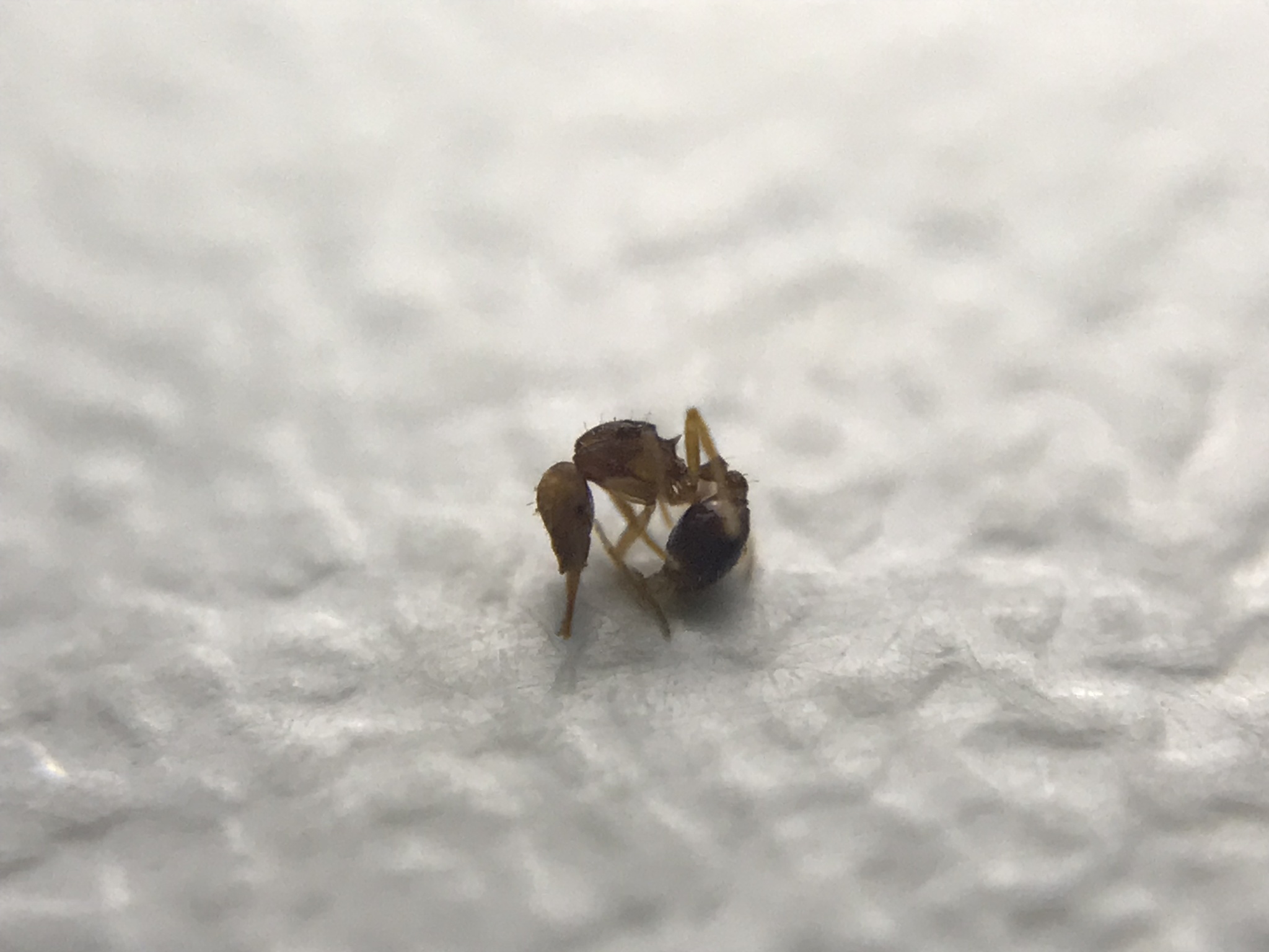 Strumigenys denticulata