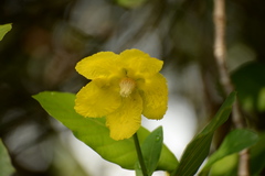 Dillenia suffruticosa