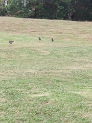 Acridotheres javanicus