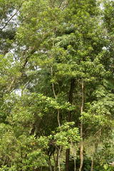 Ixonanthes reticulata