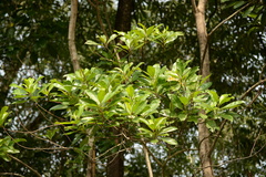 Ixonanthes reticulata
