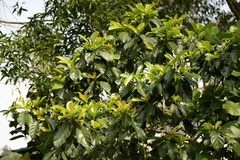 Ficus fistulosa