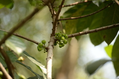 Ficus fistulosa