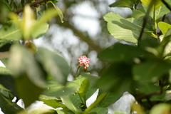 Dillenia suffruticosa