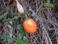 Melodinus suaveolens