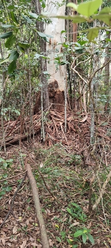Eucalyptus grandis W.Hill