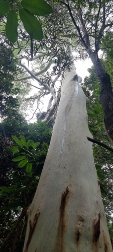 Eucalyptus grandis W.Hill 2