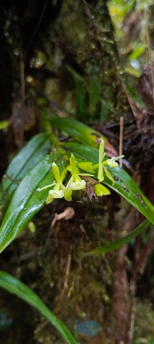 Epidendrum nematopetalum Hágsater & Dodson