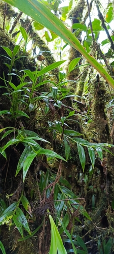 Epidendrum nematopetalum Hágsater & Dodson 2