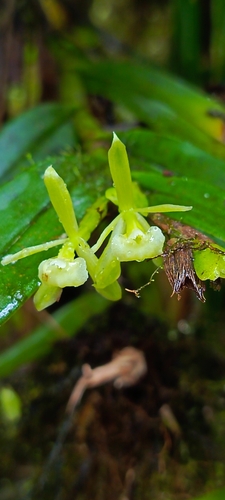 Epidendrum nematopetalum Hágsater & Dodson 3