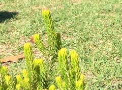 Erica parilis