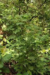 Macaranga griffithiana