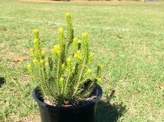 Erica parilis