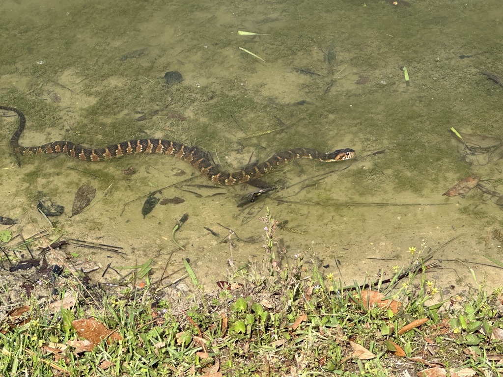 Banded Watersnake from Demopolis Lake, Demopolis, AL, US on April 20 ...