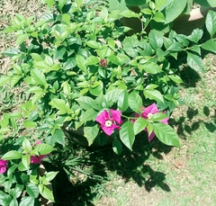 Bougainvillea glabra