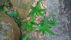 Wikstroemia taiwanensis