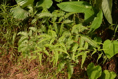 Dicranopteris linearis