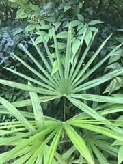 Livistona chinensis