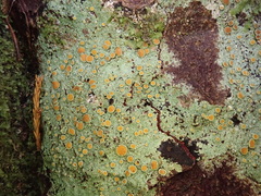 Brigantiaea chrysosticta