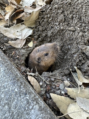 Northern California Pocket Gopher