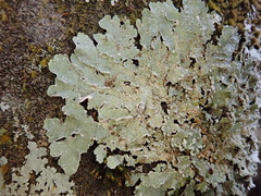 Punctelia perreticulata