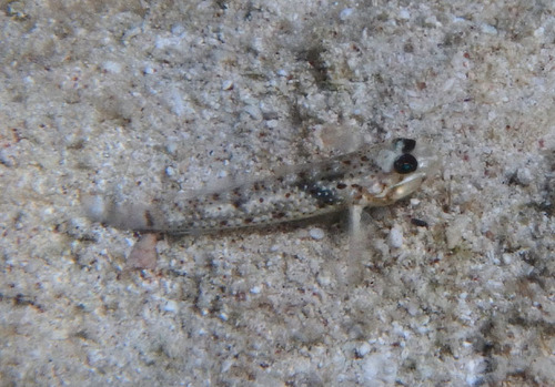 Colon goby (Coryphopterus dicrus) — Gobiidae