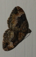 Xanthorhoe biriviata