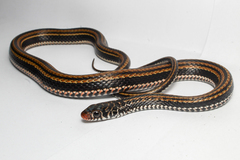 Striped Keelback photo 2