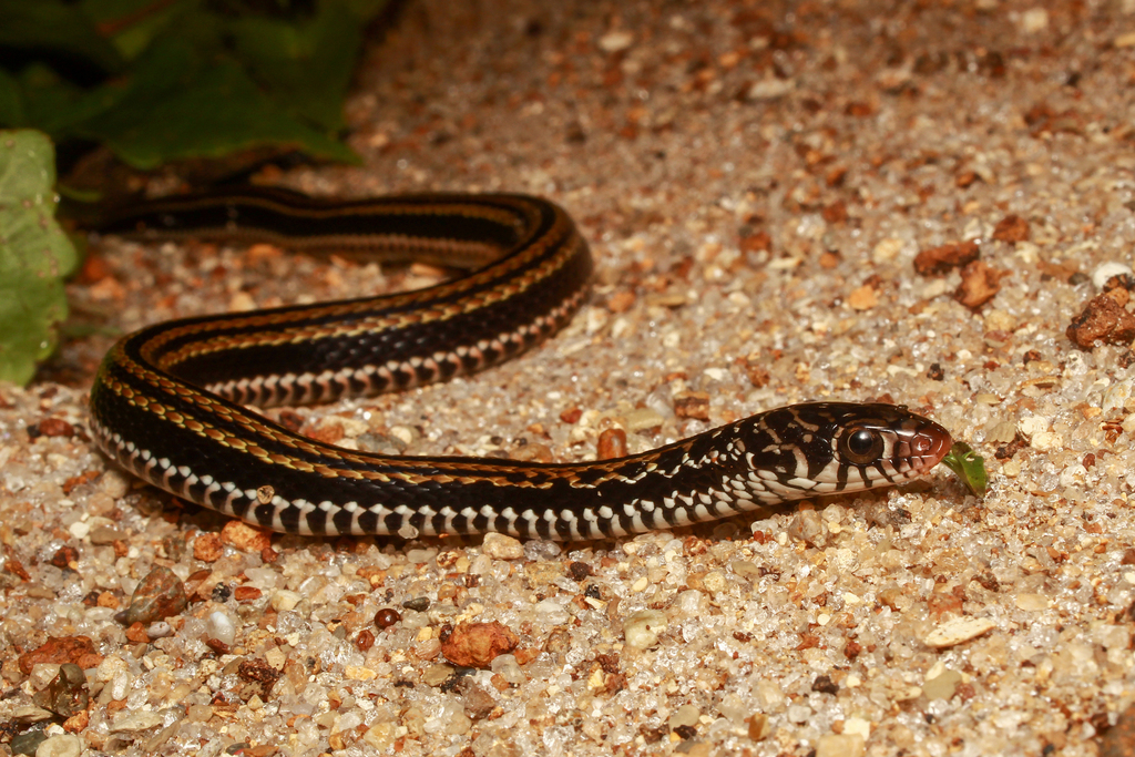 Striped Keelback
