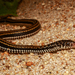 帶狀漁游蛇 - Photo 由 A. Restu Dwikelana 所上傳的 (c) A. Restu Dwikelana，保留部份權利CC BY-NC