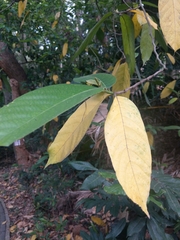 Artocarpus lacucha