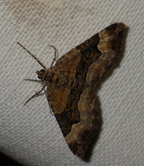 Xanthorhoe biriviata