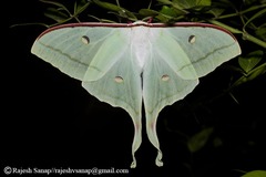 Actias selene