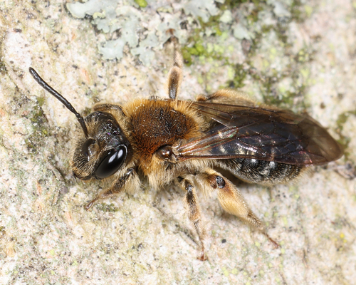 Andrena rugosa Robertson, 1891