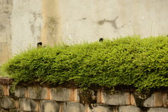 Phyllanthus myrtifolius