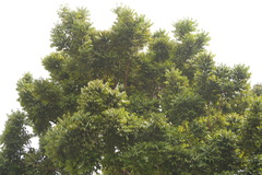 Swietenia macrophylla