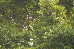 Swietenia macrophylla