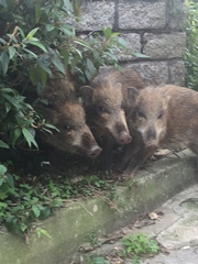 Sus scrofa moupinensis