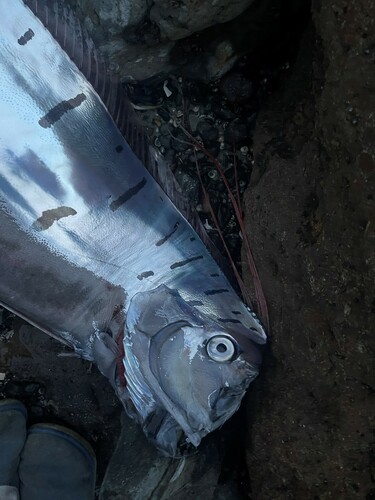 Giant oarfish (Regalecus glesne) — Regalecidae — 4