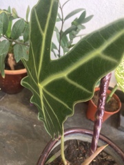 Alocasia amazonica