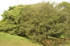 Elaeocarpus mastersii